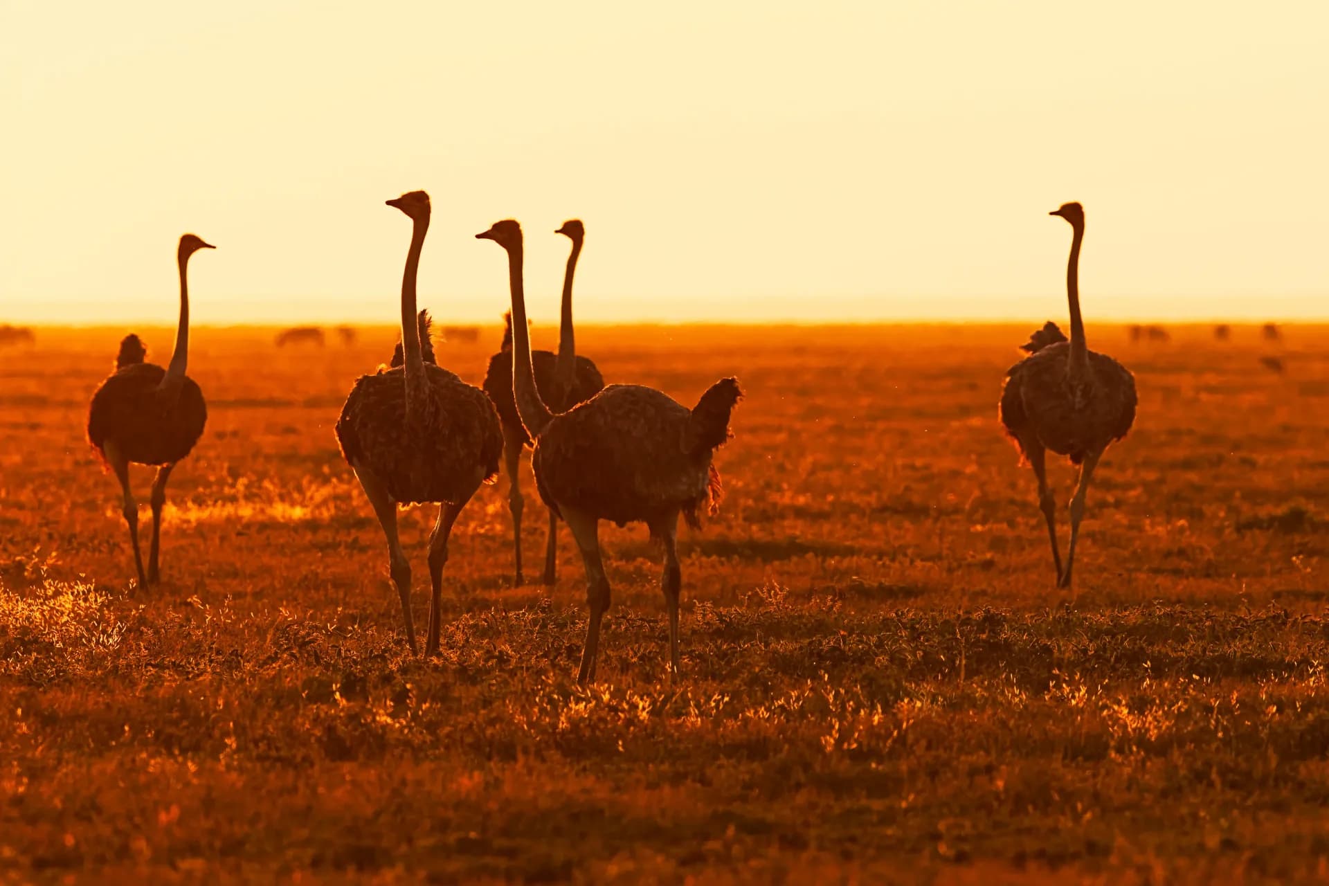3-Day Halal Serengeti & Ngorongoro Luxury Safari